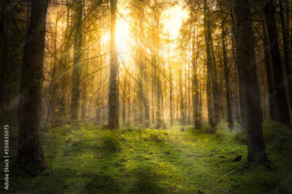 Magical fairytale forest. Coniferous forest covered of green moss. Mystic atmosphere in sunset