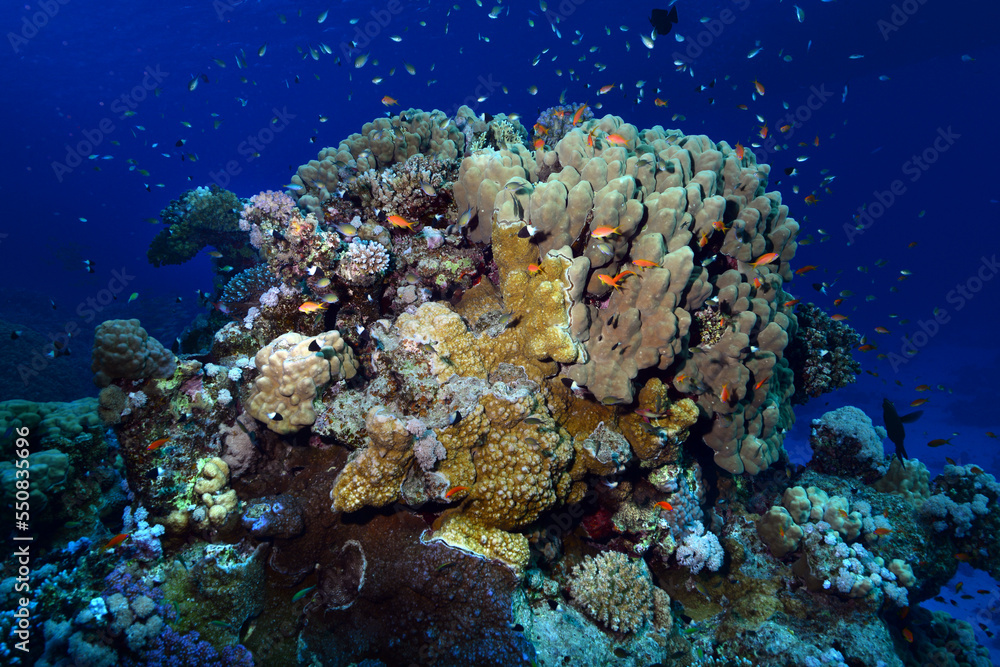 Underwater World. Coral fish and reefs of the Red Sea. Underwater background. Egypt	