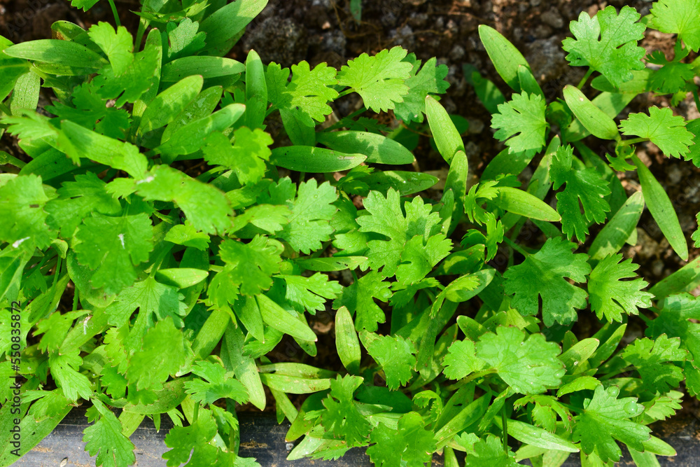 green and fresh cilantro (coriander) growing in vegetable garden. Coriander leaves in vegetables garden for health, food and agriculture concept. Organic coriander leaves background. green and fresh cilantro (coriander) growing in vegetable garden. Coriander leaves in vegetables garden for health, food and agriculture concept. Organic coriander leaves background.