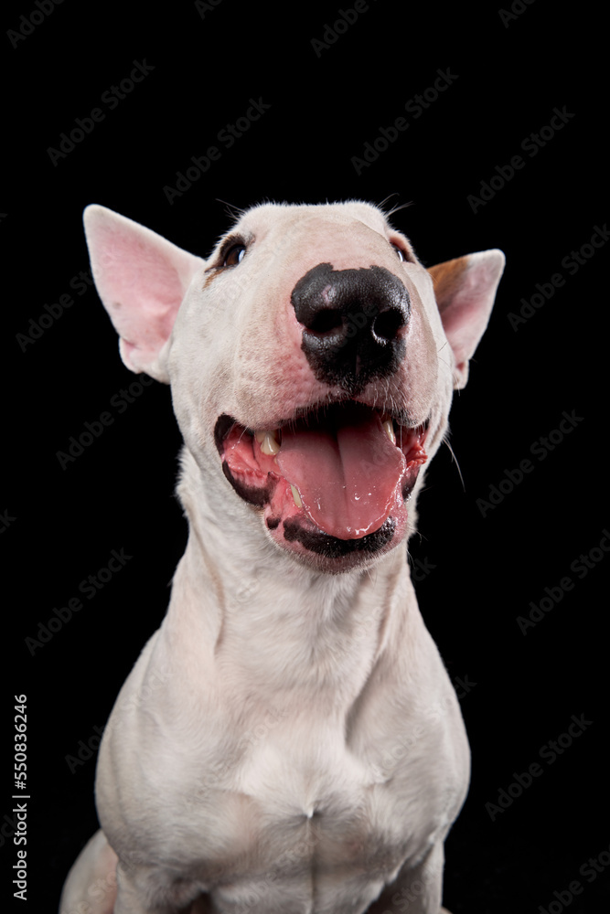happy bull terrier on a black background. cute dog studio, for design. happy bull terrier on a black background. cute dog studio, for design.