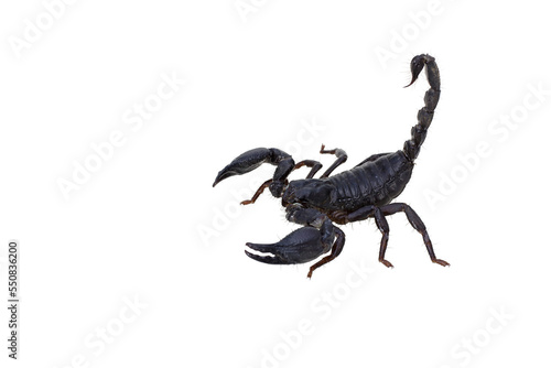 PNG of scorpion isolated on white background	 photo