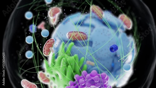 3d rendered medical animation of a human cell and its various organelles. photo