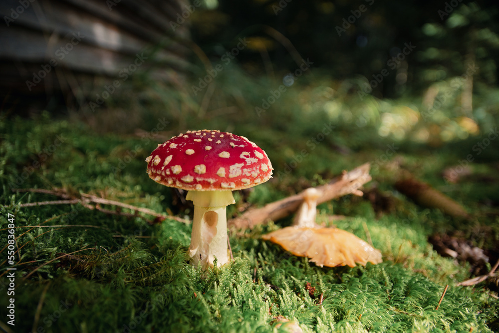Fliegenpilz Fliegenpilz