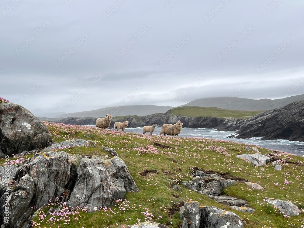 Sheep at Shetland, Papil Sheep at Shetland, Papil