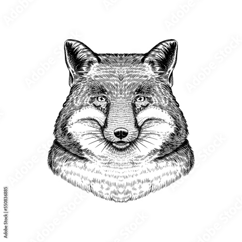 Red Fox. Forest animal or ginger beast. Vector Engraved hand drawn Vintage sketch for label or poster.