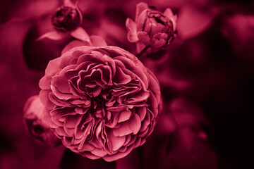 Foto auf Acrylglas Pantone 2023 Viva Magenta Rose flower background  © petrrgoskov