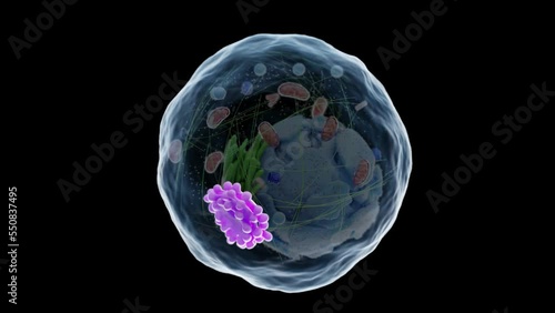 3d rendered medical animation of the human cell's golgi apparatus photo
