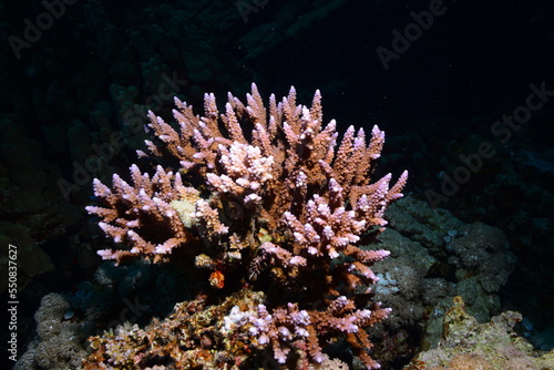 Fototapeta Naklejka Na Ścianę i Meble -   Underwater World. Coral fish and reefs of the Red Sea.Underwater background.Egypt	
