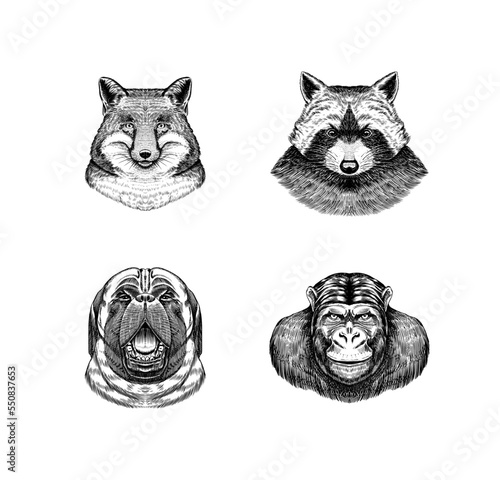 Fototapeta Naklejka Na Ścianę i Meble -  Fox and raccoon, dog and monkey. Animal in vintage style. Retro vector illustration. Doodle style. Hand drawn engraved sketch