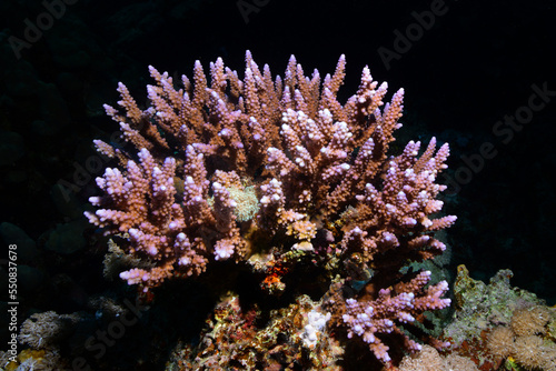  Underwater World. Coral fish and reefs of the Red Sea.Underwater background.Egypt 