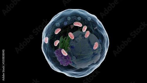 3d rendered medical animation of a human cell's mitochondria photo