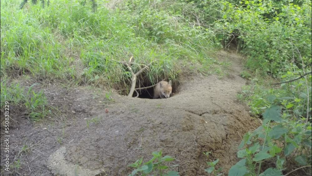 Young fox in front of the fox's den Young fox in front of the fox's den