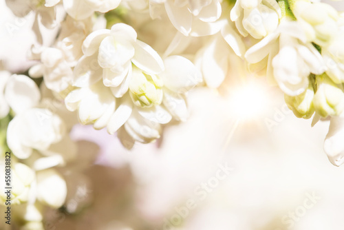 Delicate natural floral background in light pink pastel colors. Texture of Lilac flowers in nature with soft focus, macro. © Olena Svechkova