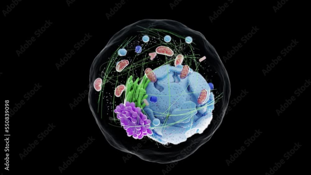 3d rendered medical animation of the human cell and its organelles ...