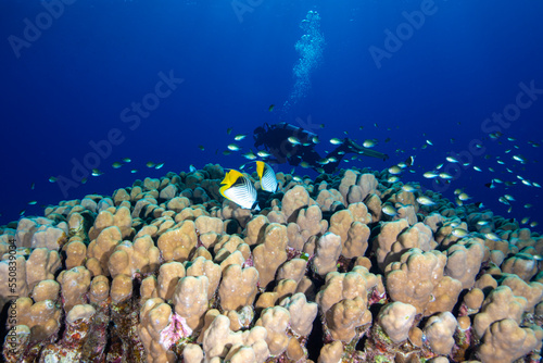 Underwater World. Coral fish and reefs of the Red Sea. Underwater background. Egypt 