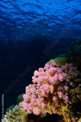 Fototapeta Naklejka Na Ścianę i Meble -  Underwater World. Coral fish and reefs of the Red Sea. Underwater background. Egypt	