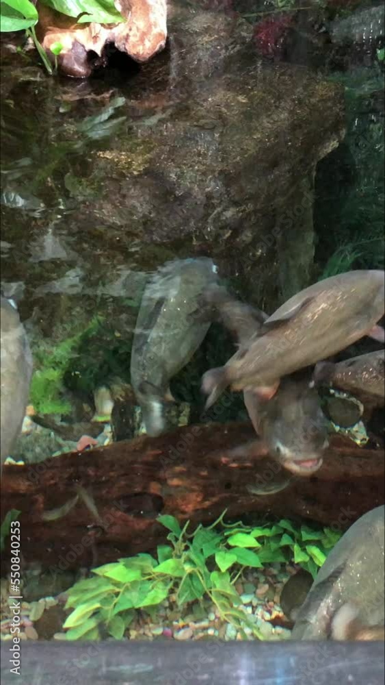 Piranha fish swimming in a giant aquarium Piranha fish swimming in a giant aquarium