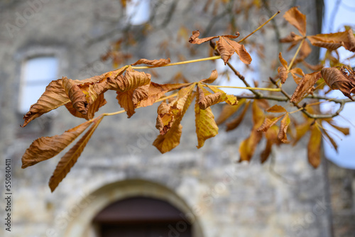 Feuilles de maronier en automne photo