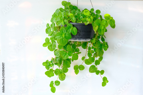 Pilea nummulariifolia (Creeping Charlie) hangs on a white wall background. Fresh green leaves herbaceous plant with succulent stems in black pot, (aroma is like a mint) for modern interior decoration. photo