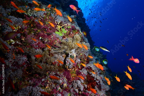 Underwater World. Coral fish and reefs of the Red Sea.Underwater background. Egypt 