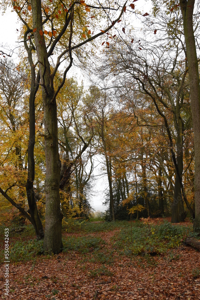 a walk though piper's hill and Dodderhill common forest also known as Hanbury woods with the leaves coloured orange during autumn