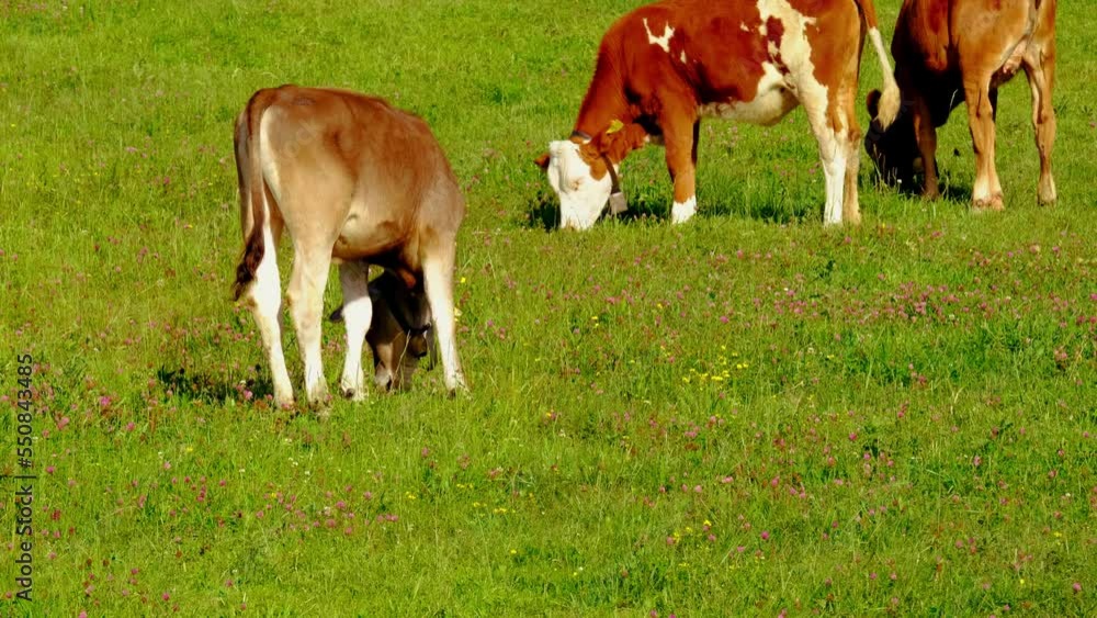 three red calfs graze in meadow, young cows against background of green pastures, bell on neck, one calf is defeated, release of greenhouse gases into nature, rearing young cattle for meat three red calfs graze in meadow, young cows against background of green pastures, bell on neck, one calf is defeated, release of greenhouse gases into nature, rearing young cattle for meat
