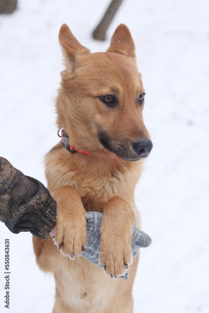 fawn dog close up photo with human hand on snowy white background