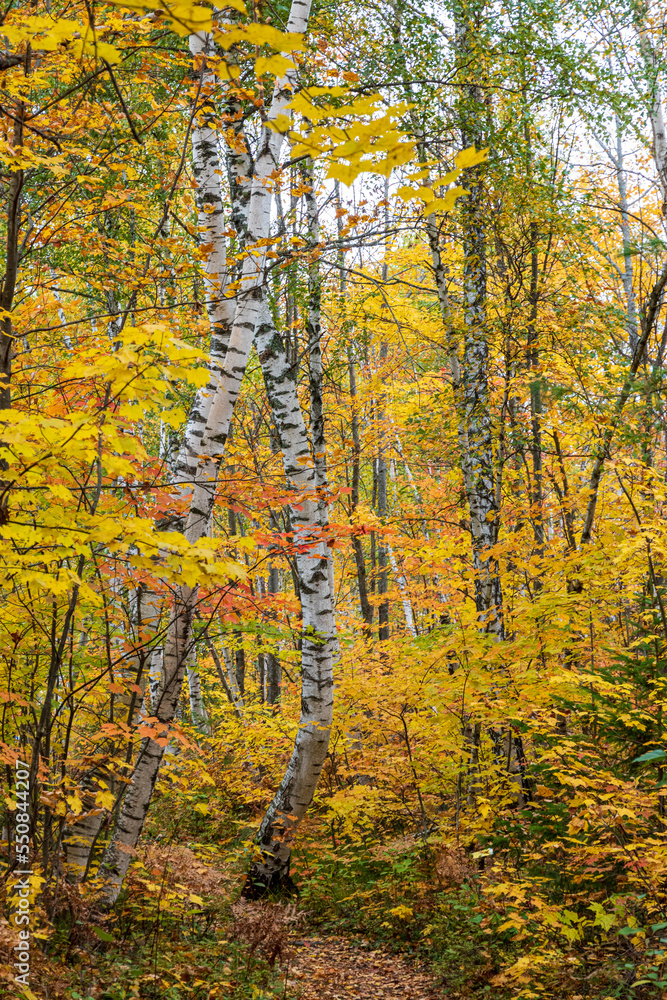 Forest with fall colors at La Mauricie national park in Quebec. Canada.