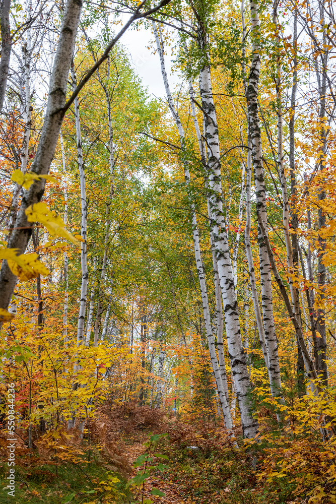 Obraz premium Forest with fall colors at La Mauricie national park in Quebec. Canada.