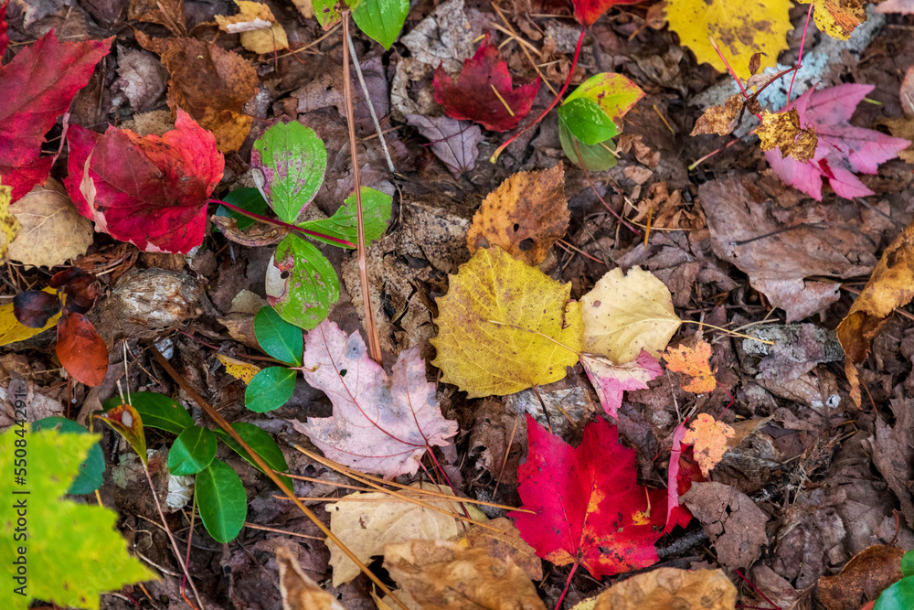 Autumn leaves on the  ground at La Mauricie national park in Quebec. Canada.