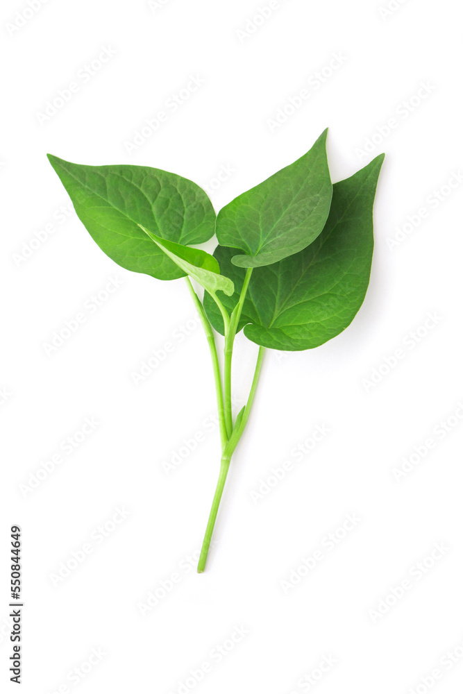 Tip of plu Kaow (Houttuynia cordata Thunb) isolated on white background , top view , flat lay.