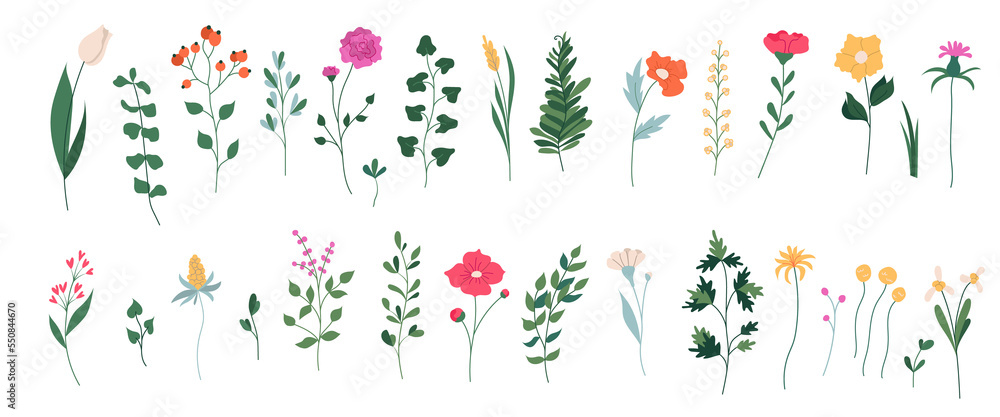 Collection of  blooming flowers and leaves. Spring floral flat Illustration on transparent background