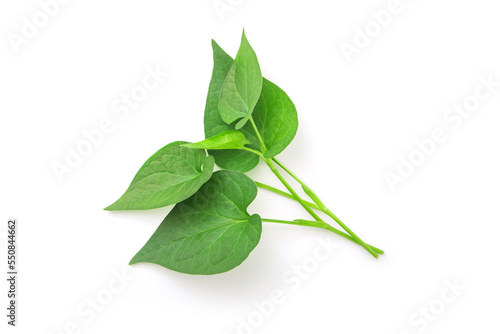 Tip of plu Kaow (Houttuynia cordata Thunb) isolated on white background , top view , flat lay. photo
