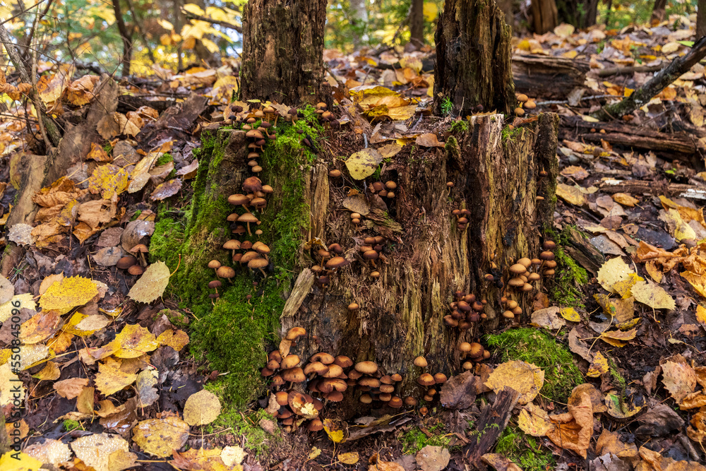 Mushrooms on a trunk at La Mauricie national park in Quebec. Canada. Mushrooms on a trunk at La Mauricie national park in Quebec. Canada.