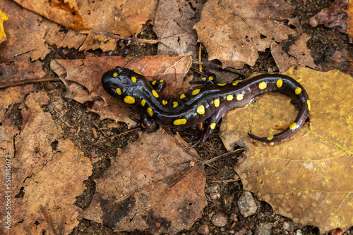 Salamender on the ground at La Mauricie national park in Quebec. Canada.