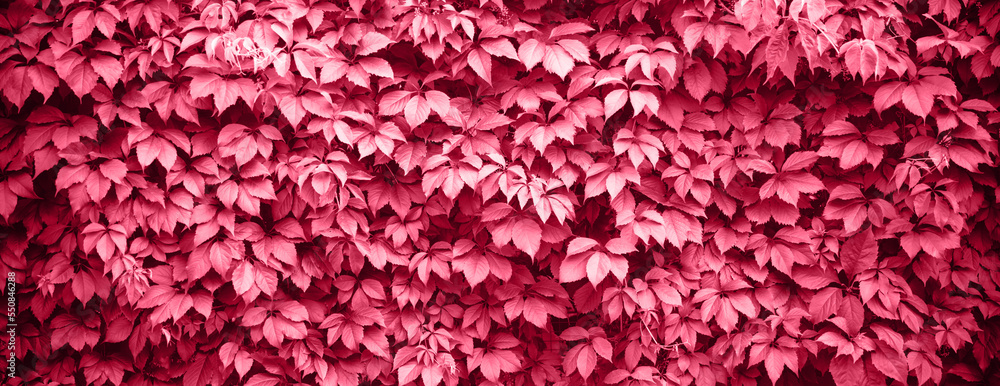 Obraz premium Blurred background. Trendy color 2023. Viva magenta color background.