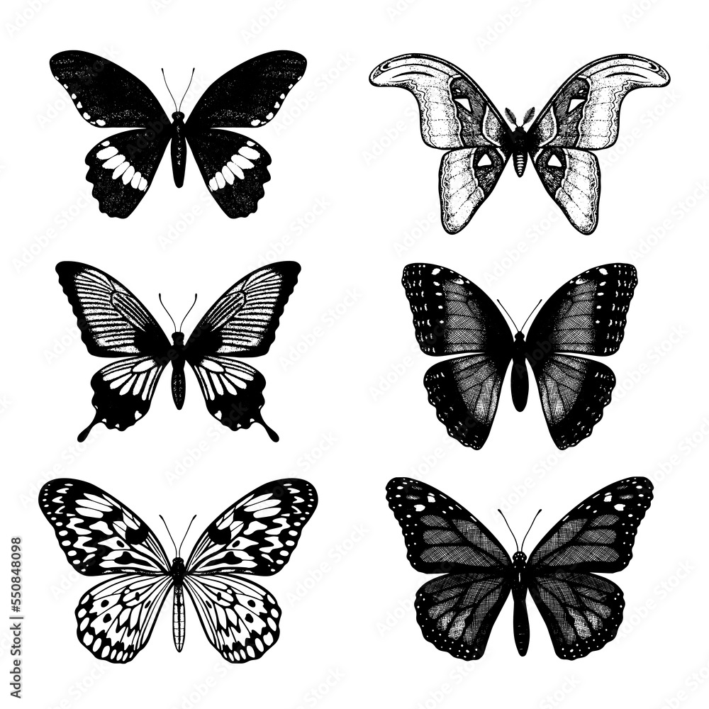 Obraz premium Tropical butterflies set: Attacus Atlas, Monarch, Blue Moon, Driada (Paper Rice), Blue Morpho, Papilio, Swallowtail. Drawing insects. Hand drawn vector sketch detailed illustration.