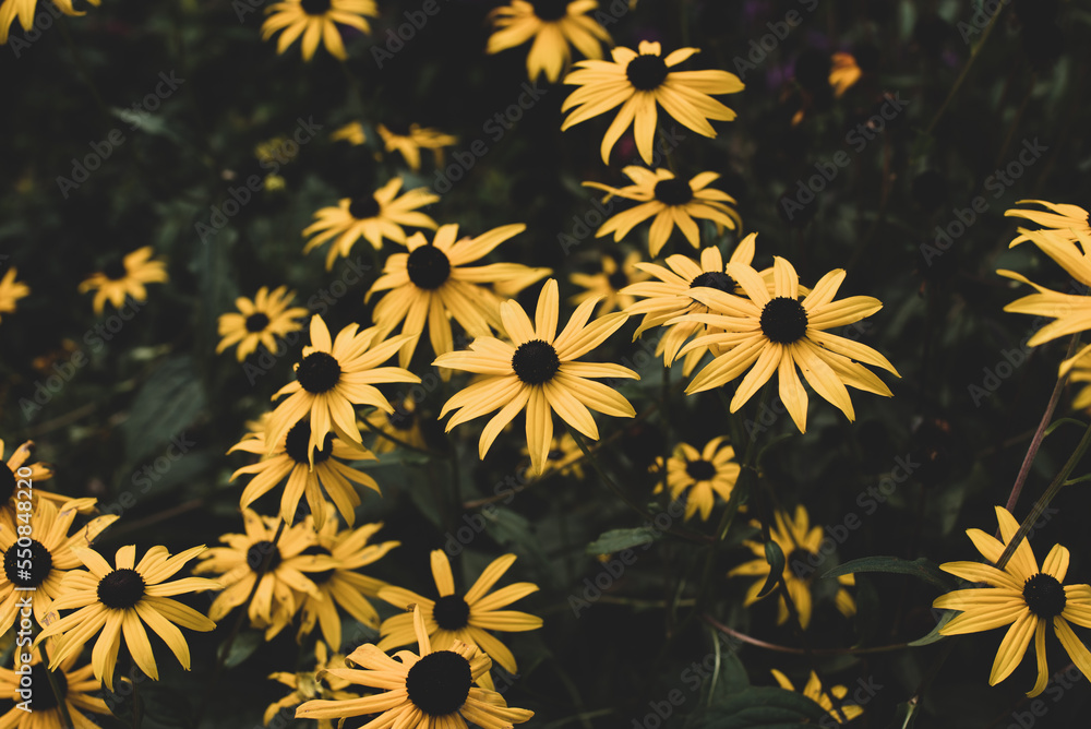 yellow rudbeckia flowers in the garden yellow rudbeckia flowers in the garden