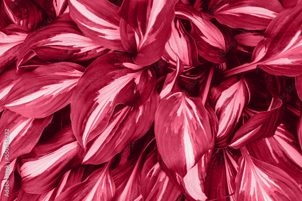 Juicy purple bright leaf for magenta background. Juicy purple bright leaf for magenta background.