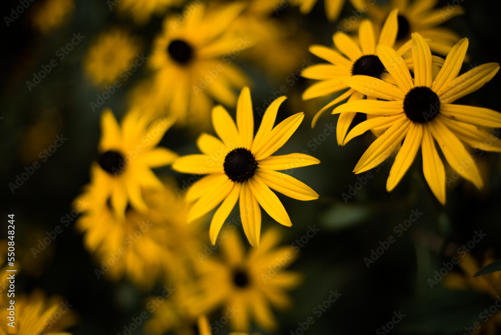 yellow rudbeckia flowers in the garden yellow rudbeckia flowers in the garden