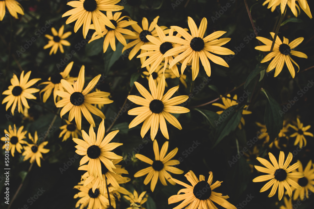 yellow rudbeckia flowers in the garden yellow rudbeckia flowers in the garden