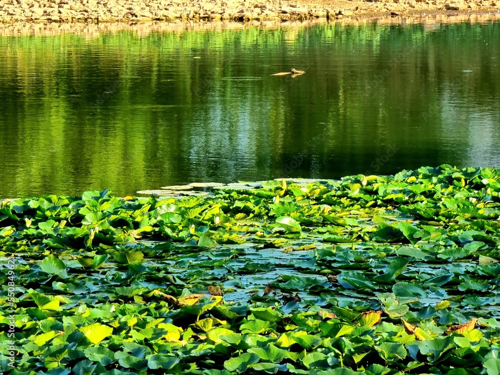 lilies in the pond lilies in the pond