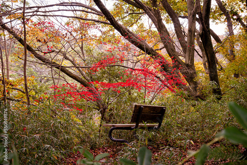 Fall season landscape photography in Japan