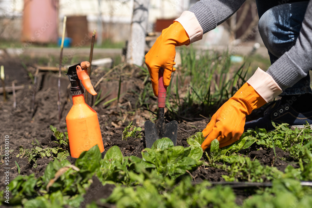Fototapeta premium Picking spinach in a home garden. Bio spanach