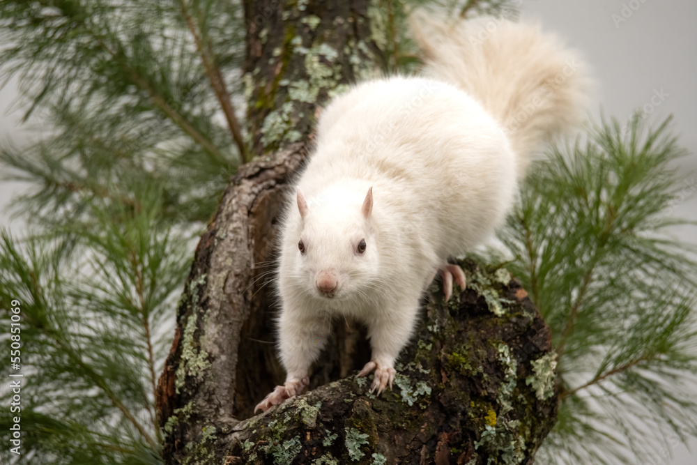 White albino squirrel in a tree White albino squirrel in a tree