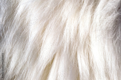 Angora goat wool close-up. Mohair.  . Yarn production.