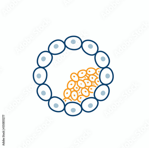 illustration of blastocyst, vector art.