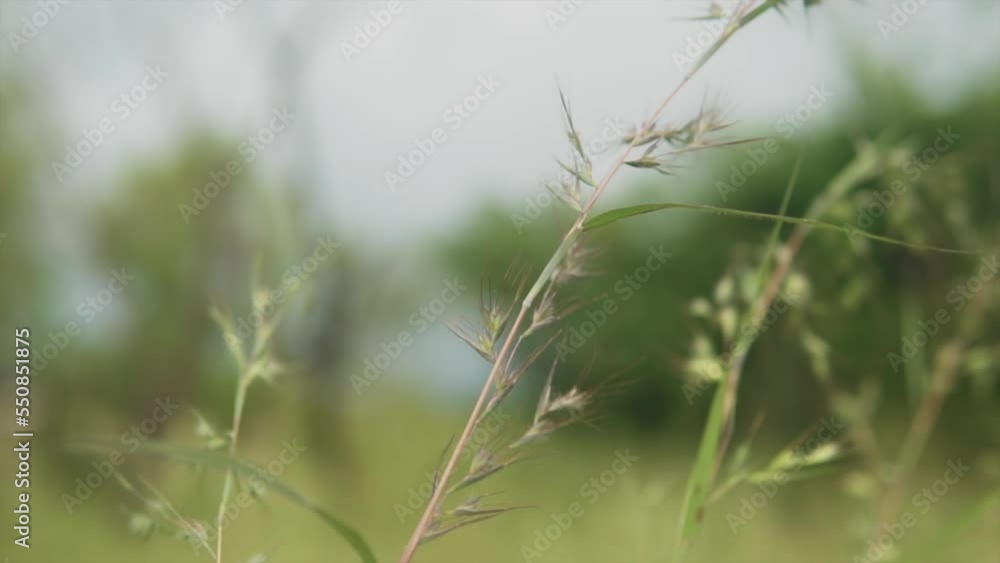 Background with Green Summer Grass and Sunshine. Romantic B roll footage. Background with Green Summer Grass and Sunshine. Romantic B roll footage.
