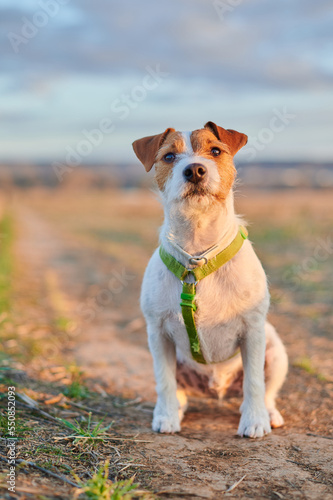 Pure breed Parson Jack Russell Terrier dog with broken hair during the hunt. Hound dog.