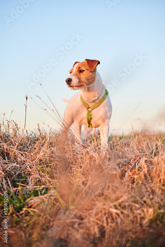 Pure breed Parson Jack Russell Terrier dog with broken hair during the hunt. Hound dog.
